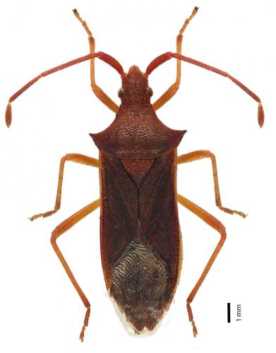Gonocerus insidiator