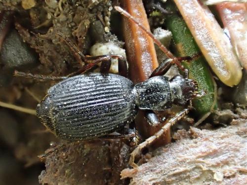 Réf. 182 816 : Aptinus alpinus