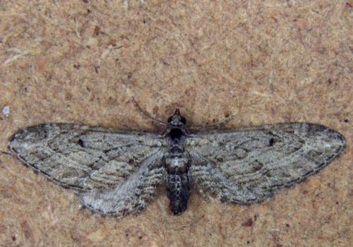Réf. 182 364 : Eupithecia unedonata