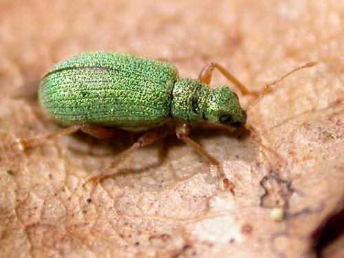 Réf. 182 109 : Polydrusus pterygomalis