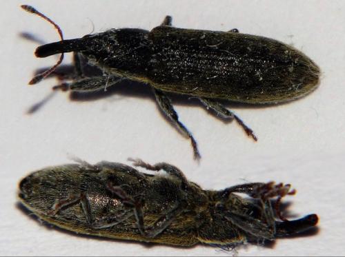 Lixus filiformis