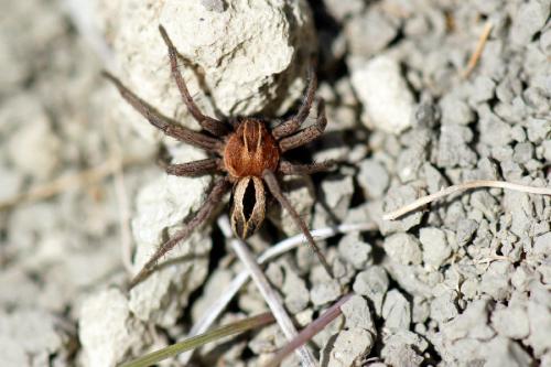 Thanatus arenarius