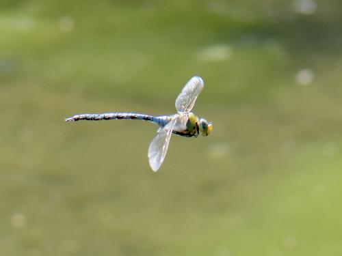 Réf. 182 645 : Anax imperator