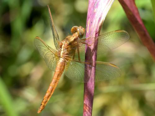 Crocothemis erythraea