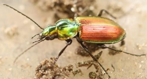 Agonum sexpunctatum