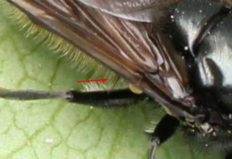 Cheilosia ranunculi