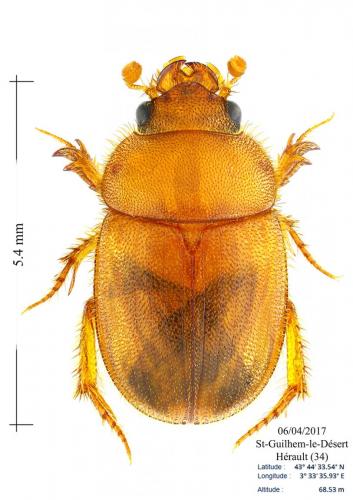 Ochodaeus chrysomeloides