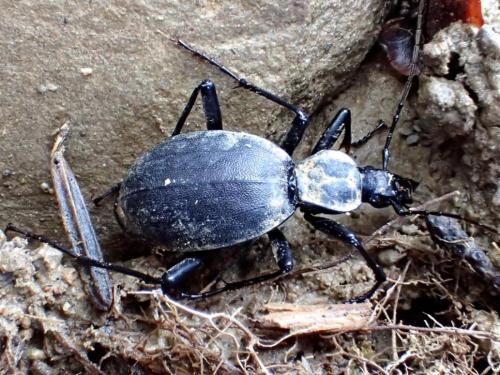 Cychrus italicus