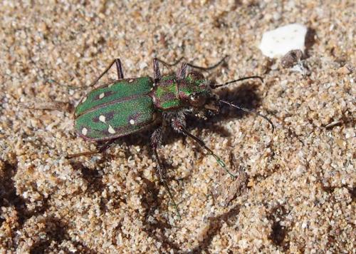 Cicindela maroccana
