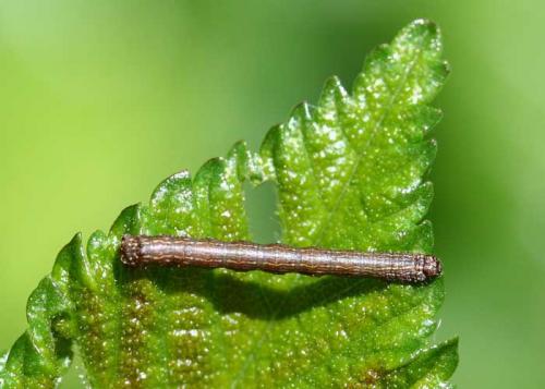 Colotois pennaria
