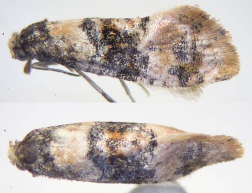 Cochylis nana