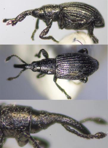 Diplapion sp.