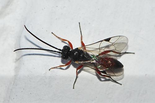 Dicaelotus sp.