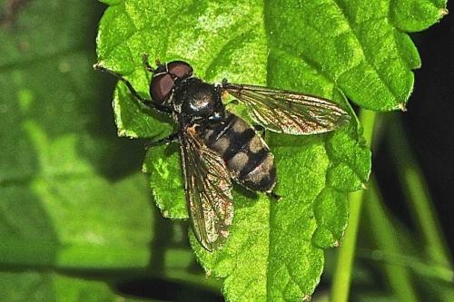 Portevinia maculata