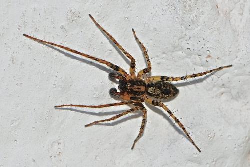 Réf. 182 389 : Anyphaena accentuata