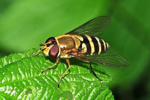 Réf. 182 928 : Syrphus ribesii