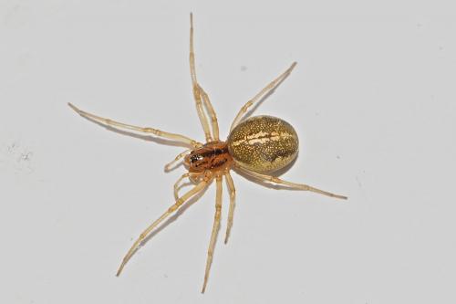 Réf. 182 935 : Pachygnatha clercki