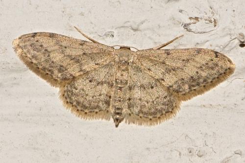 Réf. 182 942 : Idaea seriata