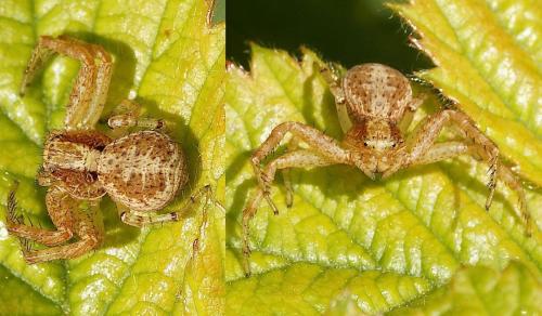 Xysticus sp.
