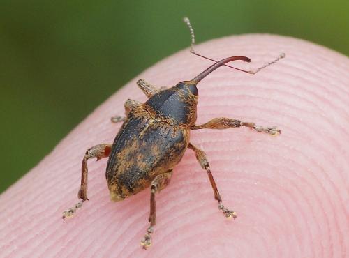 Curculio glandium