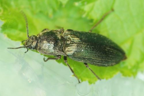 Selatosomus latus