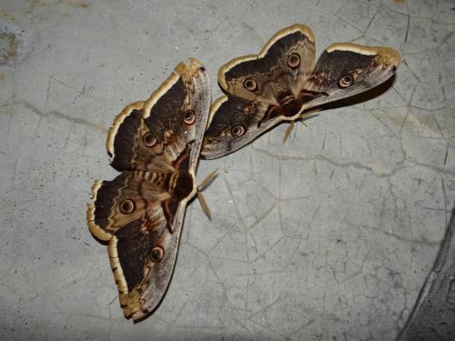 Réf. 182 873 : Saturnia pyri