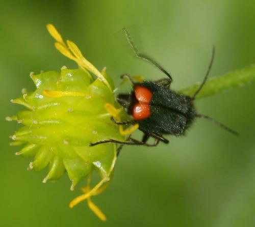 Malachius bipustulatus