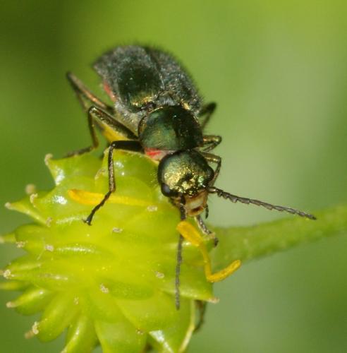 Malachius bipustulatus