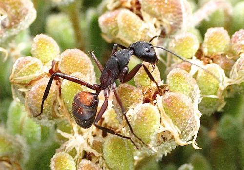 Camponotus cruentatus