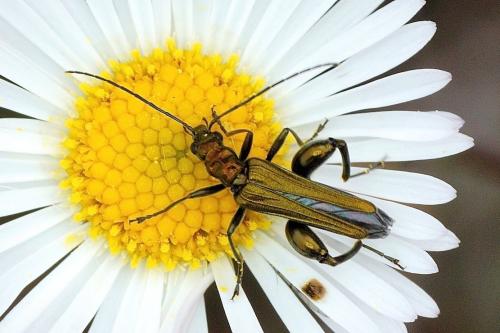 Oedemera nobilis