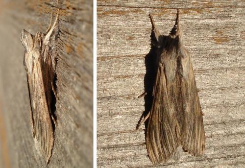 Cucullia chamomillae