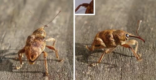 Réf. 182 719 : Curculio venosus