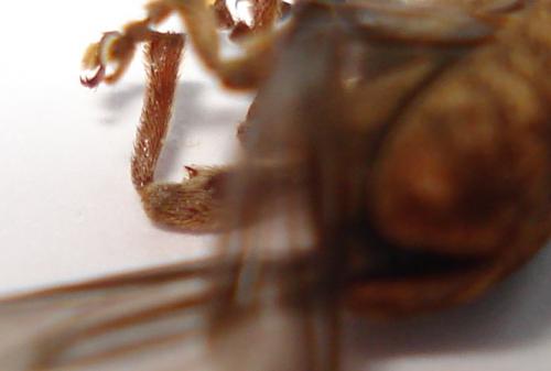 Curculio venosus