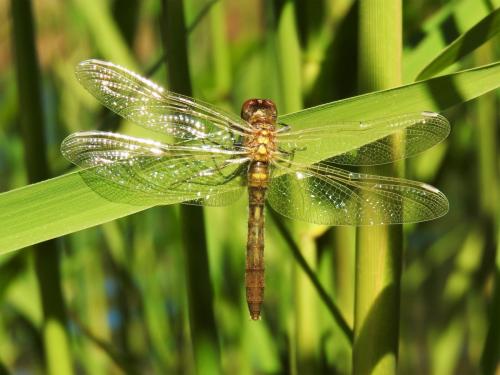 Réf. 182 851 : Leucorrhinia albifrons