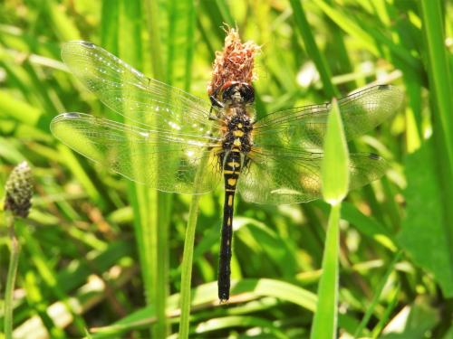 Leucorrhinia albifrons