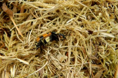 Nicrophorus vespillo
