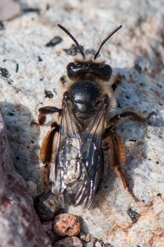 Andrena cyanomicans
