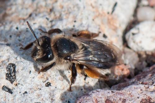 Andrena cyanomicans