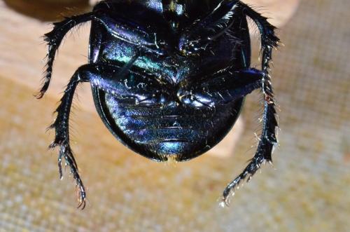Réf. 182 273 : Trypocopris pyrenaeus