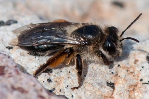 Andrena cyanomicans