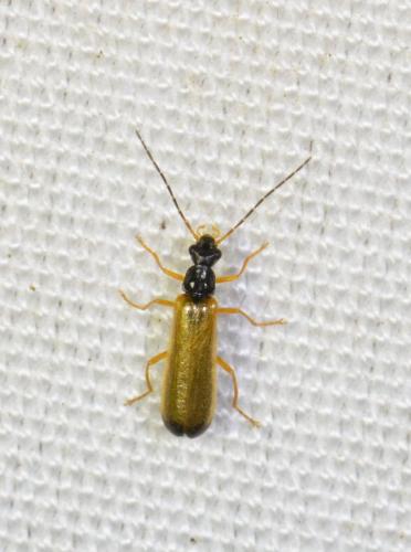 Rhagonycha lignosa