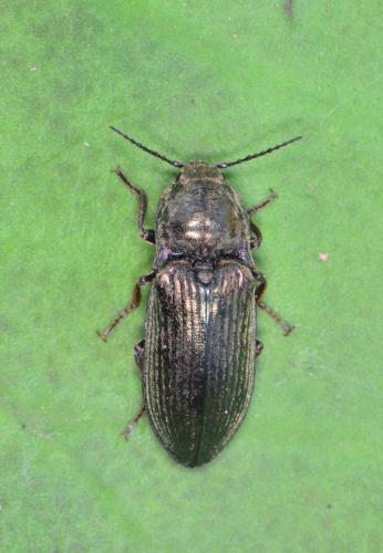 Selatosomus latus