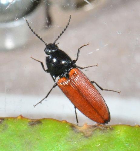Réf. 182 149 : Ampedus sp.