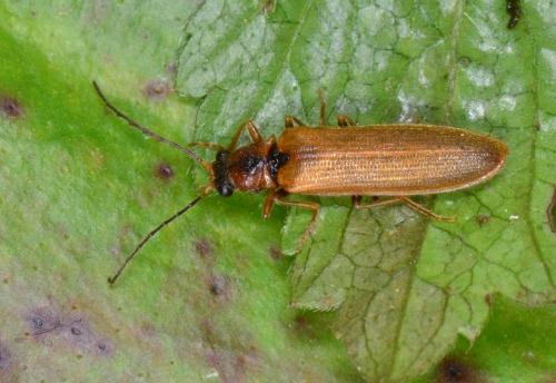 Réf. 182 889 : Denticollis linearis