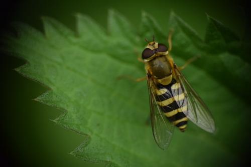 Syrphus ribesii