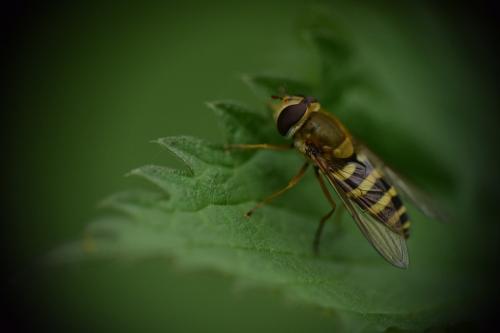 Syrphus ribesii