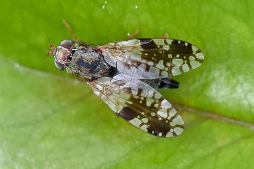 Réf. 182 257 : Tephritis neesii
