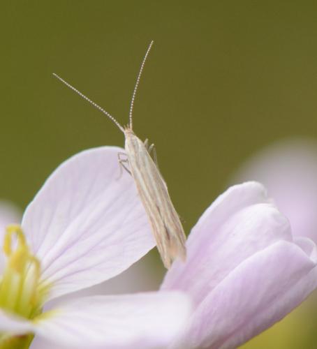 Coleophora otidipennella