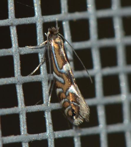 Réf. 182 280 : Phyllonorycter strigulatella