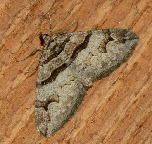 Pareulype berberata